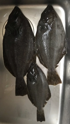 ヒラメの釣果