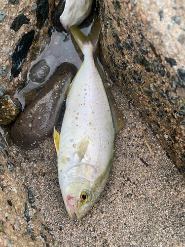 ネリゴの釣果