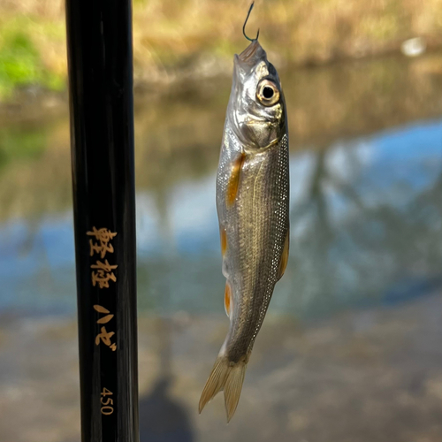 ウグイの釣果