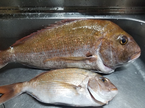 マダイの釣果