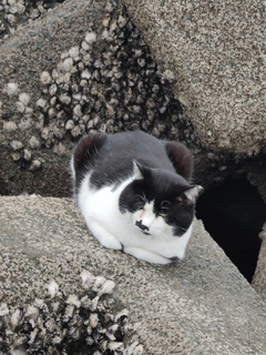 ヤズの釣果