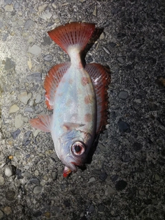 キントキダイの釣果