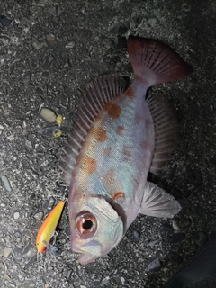 キントキダイの釣果