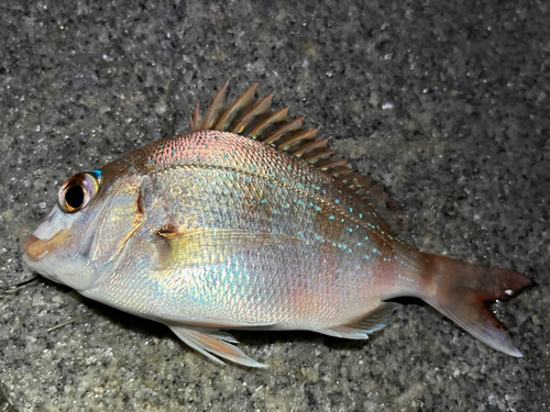 チャリコの釣果