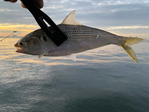 コノシロの釣果