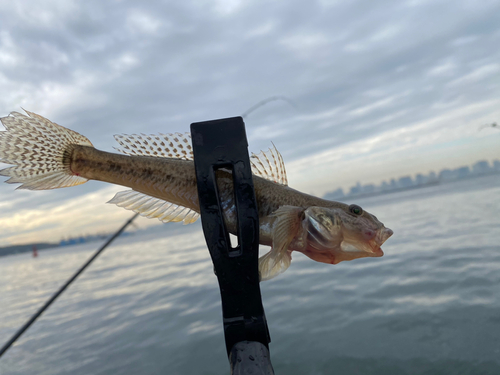 マハゼの釣果