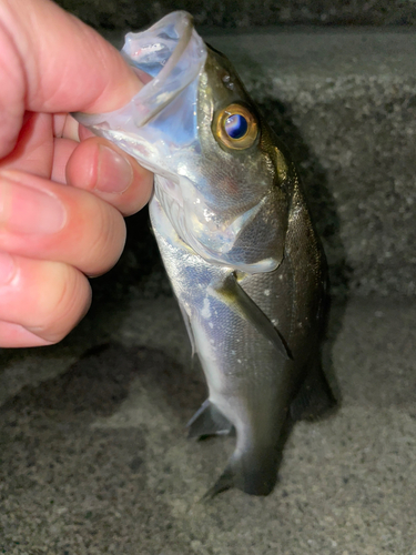 セイゴ（マルスズキ）の釣果