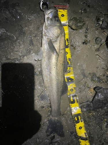 シーバスの釣果