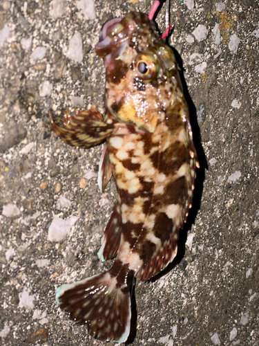 カサゴの釣果