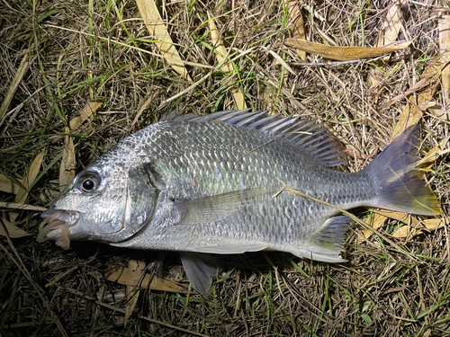 キビレの釣果