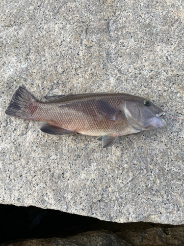 カンダイの釣果