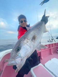 カンパチの釣果