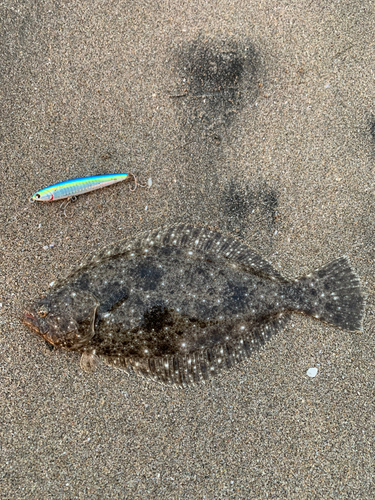 ソゲの釣果