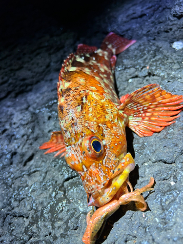 カサゴの釣果