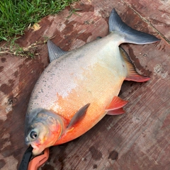 コロソマの釣果