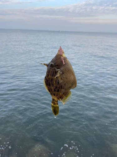 カワハギの釣果