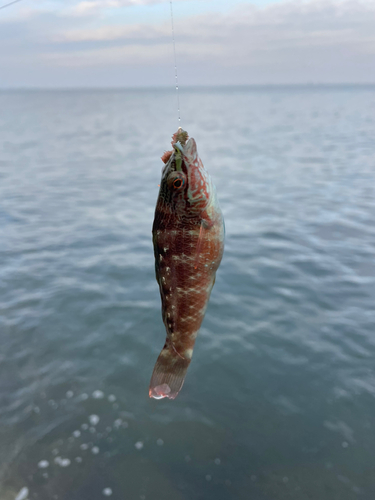 ベラの釣果