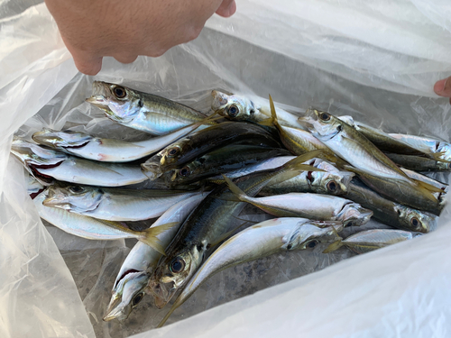 アジの釣果