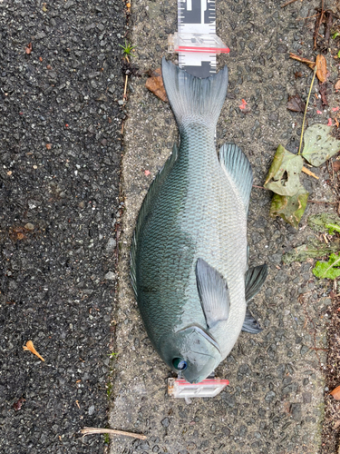 クチブトグレの釣果