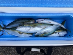 ハマチの釣果