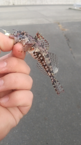 アナハゼの釣果