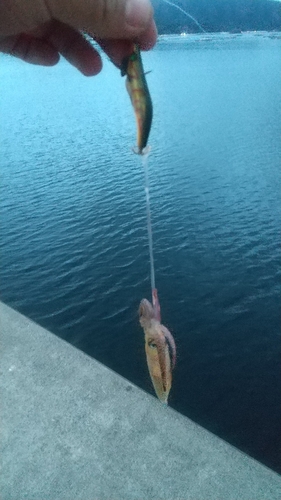 イカの釣果