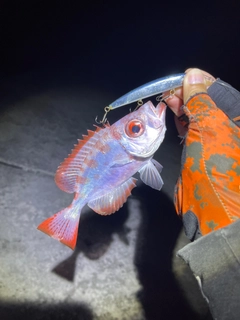 ゴマヒレキントキの釣果