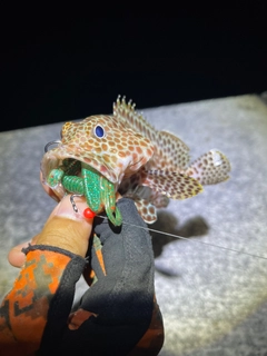 カンモンハタの釣果