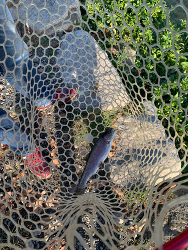 ニジマスの釣果