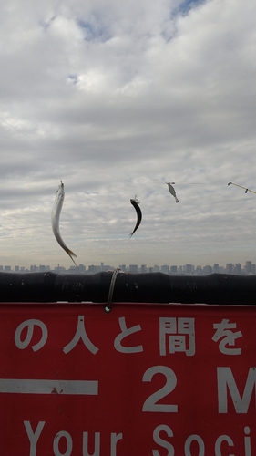 カタクチイワシの釣果