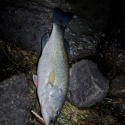 びりけんの釣果