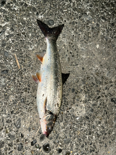 ウグイの釣果