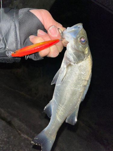 セイゴ（マルスズキ）の釣果