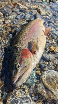 ニジマスの釣果