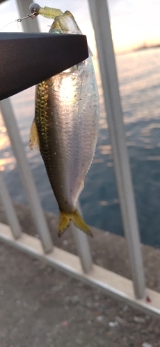 サッパの釣果