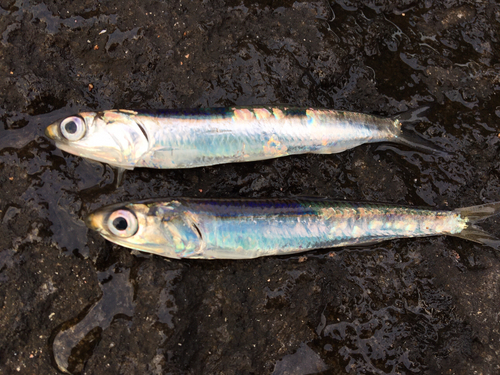 カタクチイワシの釣果