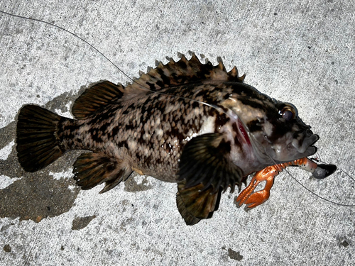 オウゴンムラソイの釣果