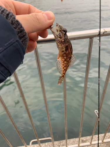 アナハゼの釣果