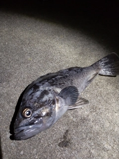 クロソイの釣果