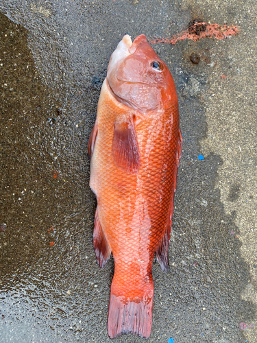 コブダイの釣果