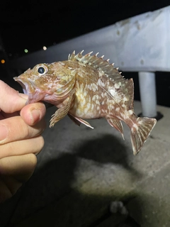 カサゴの釣果