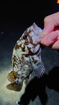 オウゴンムラソイの釣果