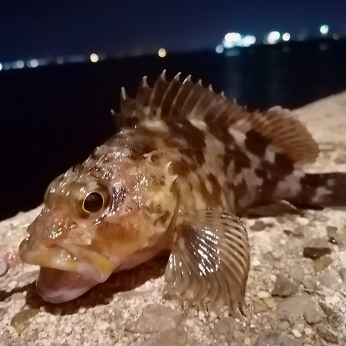 カサゴの釣果