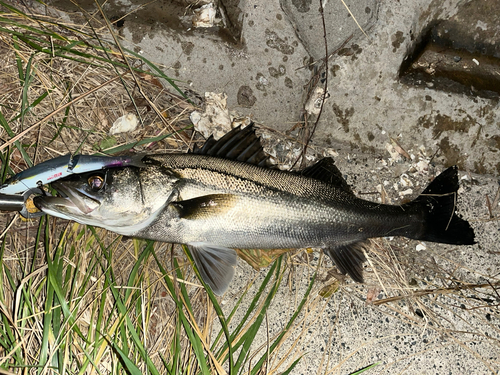 スズキの釣果