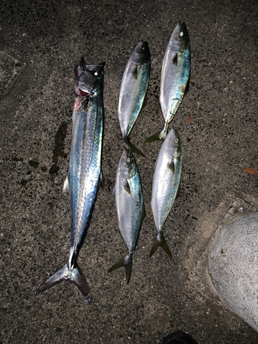 サワラの釣果