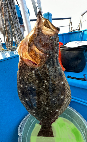 ヒラメの釣果