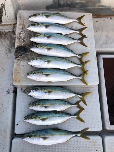 ハマチの釣果