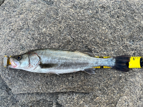 ハネ（マルスズキ）の釣果