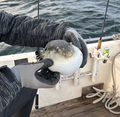 フグの釣果