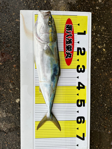 ワラサの釣果